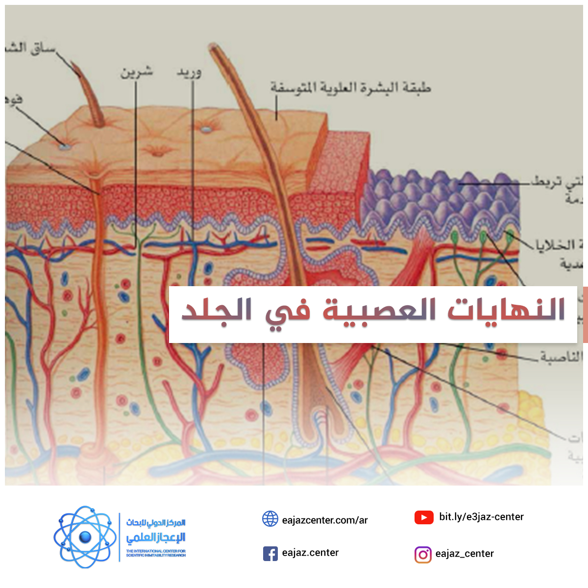 النهـايــات العصبية في الجلـــد